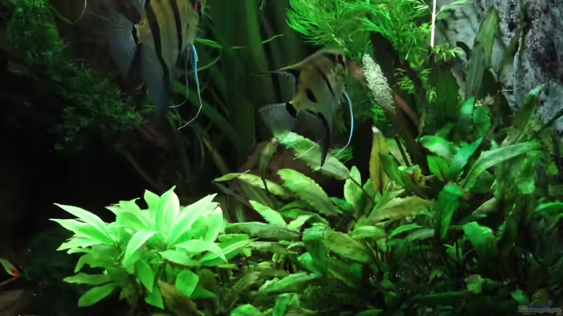 Aquarium Becken 31934 von Sebasco (44)