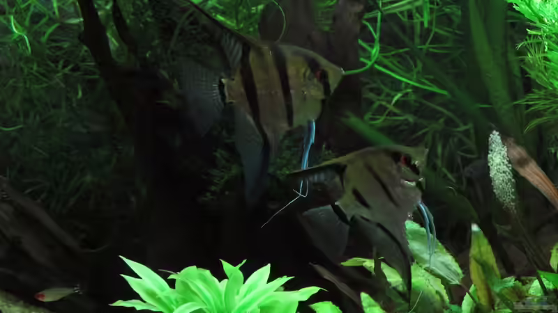 Aquarium Becken 31934 von Sebasco (45)