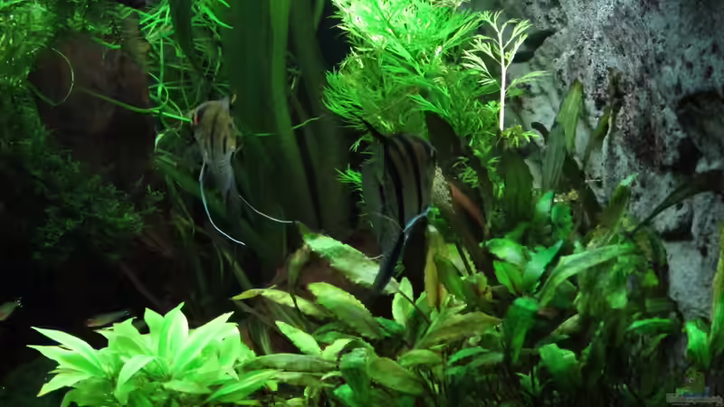 Aquarium Becken 31934 von Sebasco (47)