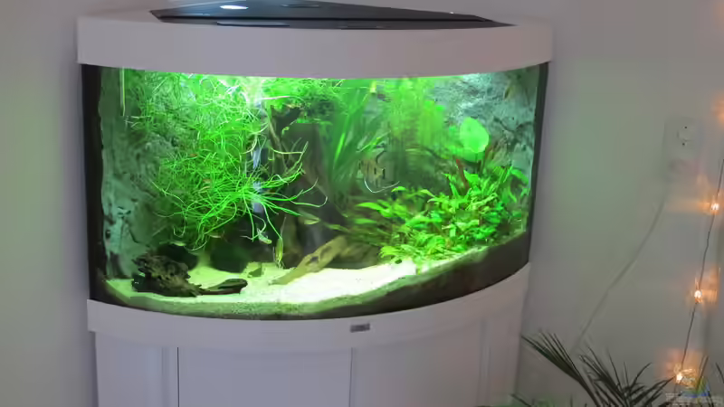 Aquarium Becken 31934 von Sebasco (48)