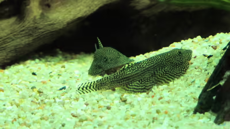 Aquarium Becken 31934 von Sebasco (49)