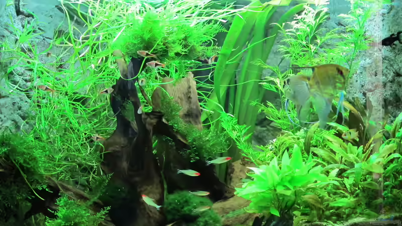 Aquarium Becken 31934 von Sebasco (50)