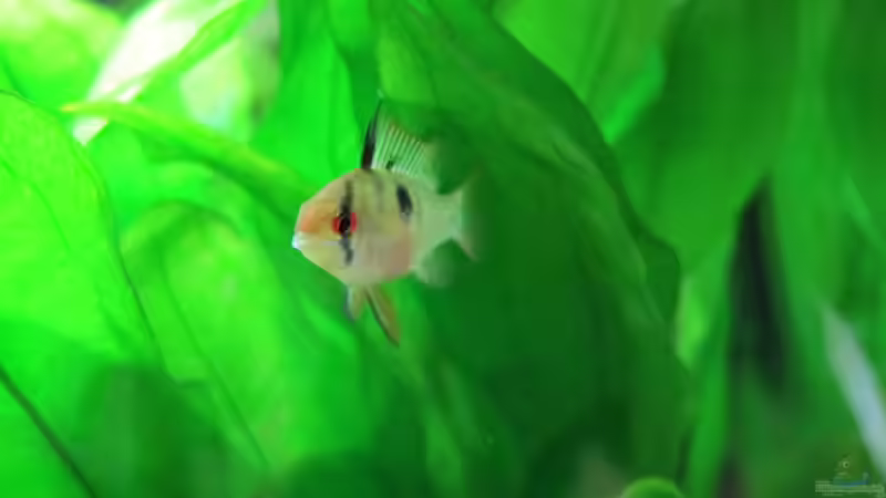 Aquarium Becken 31934 von Sebasco (56)