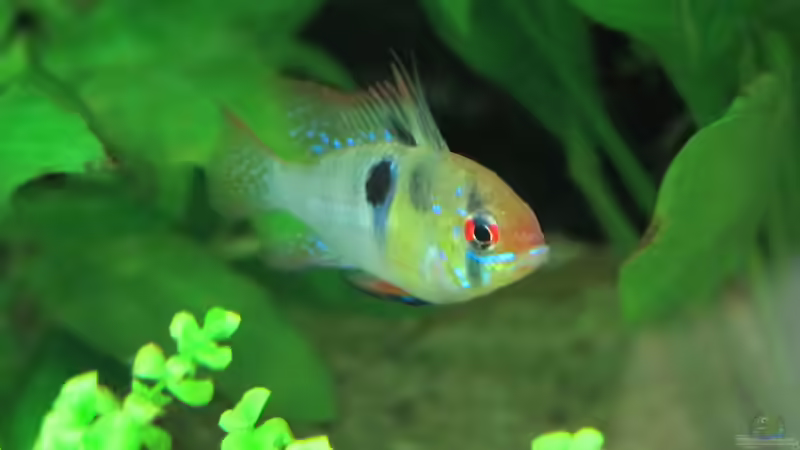 Aquarium Becken 31934 von Sebasco (58)