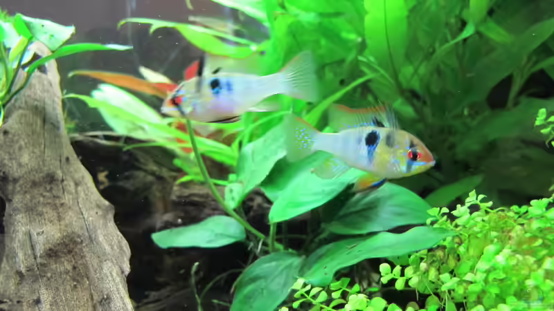 Aquarium Becken 31934 von Sebasco (59)