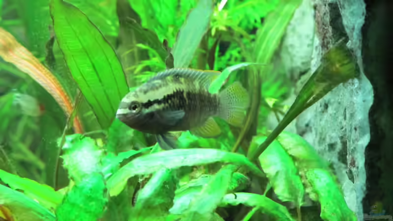 Aquarium Becken 31934 von Sebasco (8)