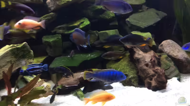 Aquarium Becken 31940 von Diegos Becken (3)