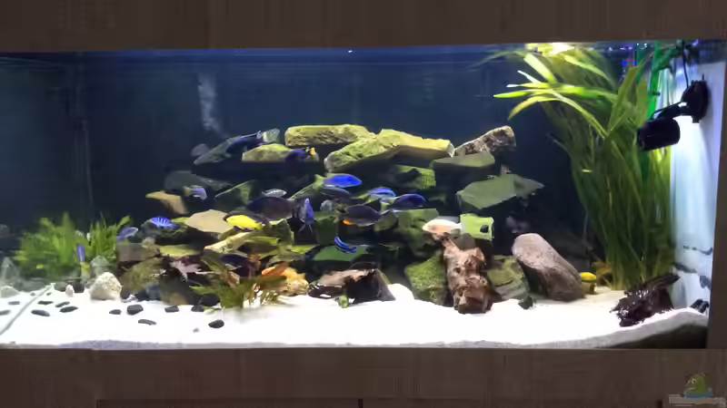 Aquarium Becken 31940 von Diegos Becken (4)