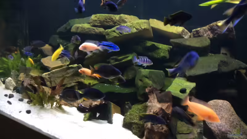 Aquarium Becken 31940 von Diegos Becken (7)