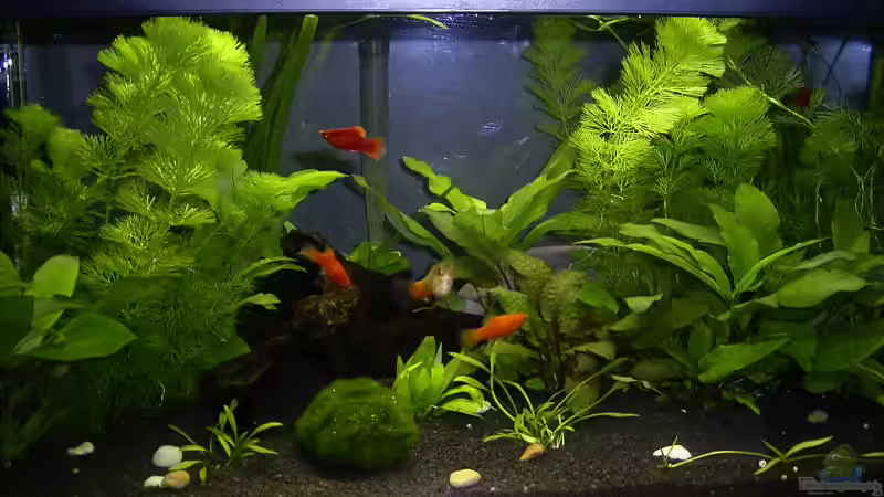 Aquarium Becken 320 von Richard Frantzen (2)