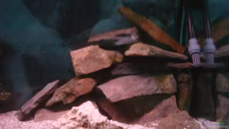 Aquarium Becken 320 von Richard Frantzen (3)