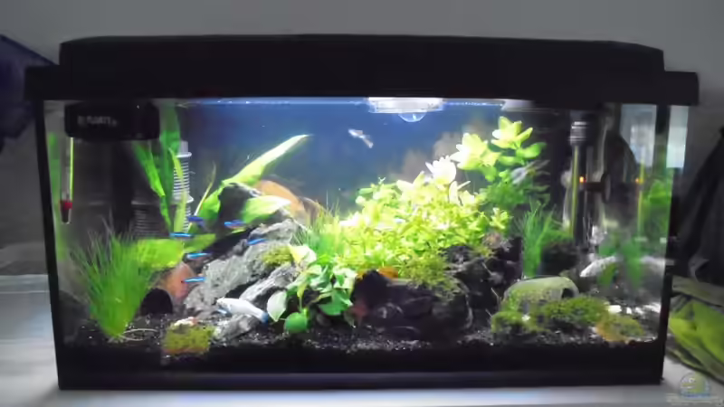 Aquarium Becken 32033 von Beba (2)