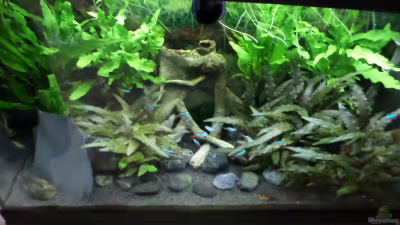 Aquarium Becken 32101 von Hans-Hubert (2)