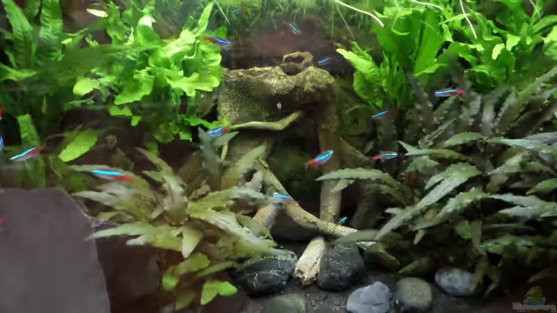 Aquarium Becken 32101 von Hans-Hubert (4)