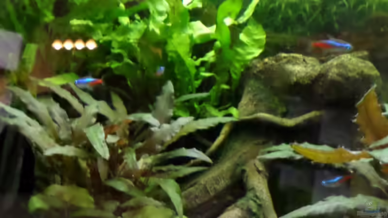 Aquarium Becken 32101 von Hans-Hubert (6)