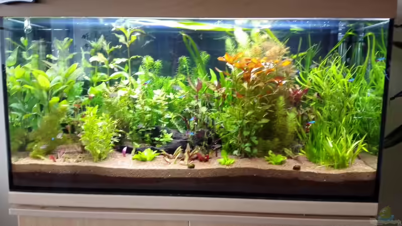 Aquarium Becken 32155 von tanino (2)