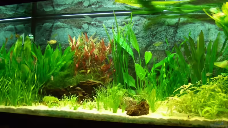 Aquarium Becken 3217 von Susanne Reinecke (2)