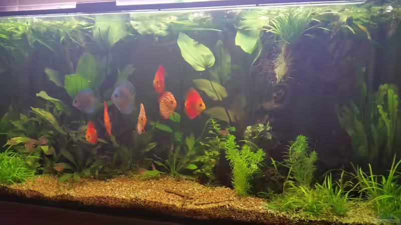 Aquarium Becken 32206 von nawaro (2)