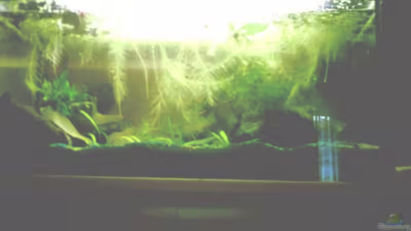 Aquarium Becken 3222 von Kai Dinkel (2)