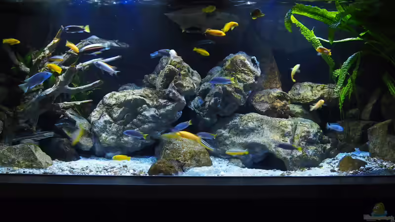 Aquarium Becken 32316 von Malawinator (2)