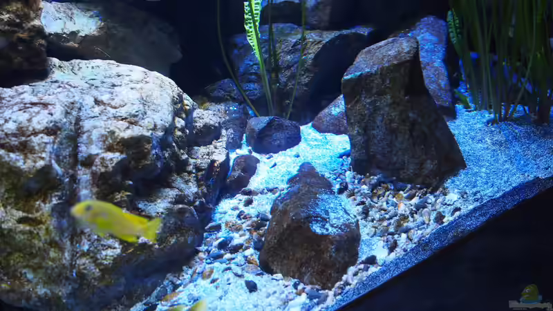 Aquarium Becken 32316 von Malawinator (9)