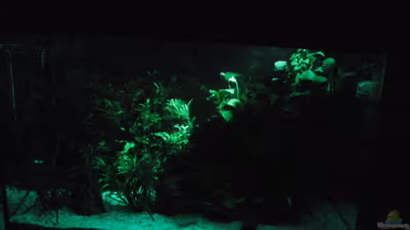 Aquarium Becken 3235 von Gerd Zimmermann (2)