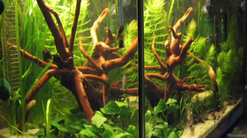 Aquarium Becken 3235 von Gerd Zimmermann (3)