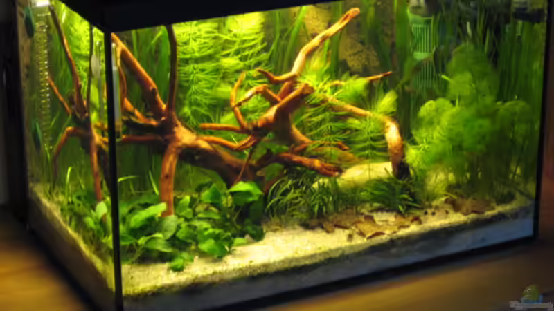 Aquarium Becken 3235 von Gerd Zimmermann (4)