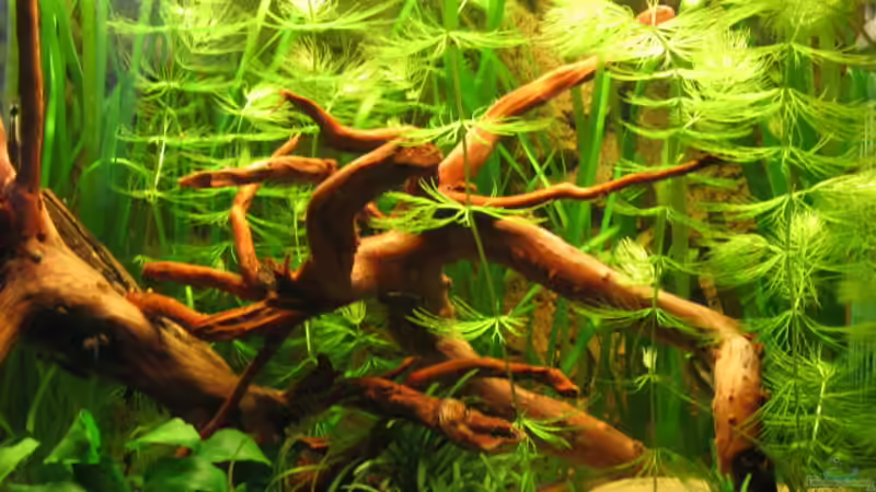 Aquarium Becken 3235 von Gerd Zimmermann (5)