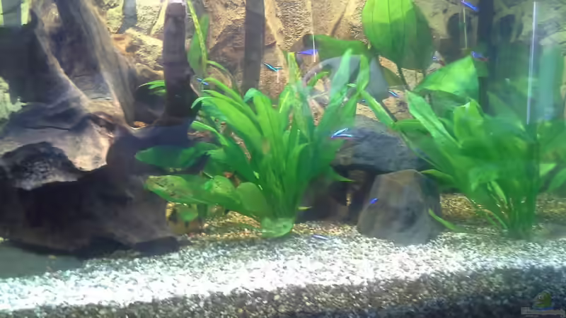 Aquarium Becken 32360 von Kunibert Schäfer (3)