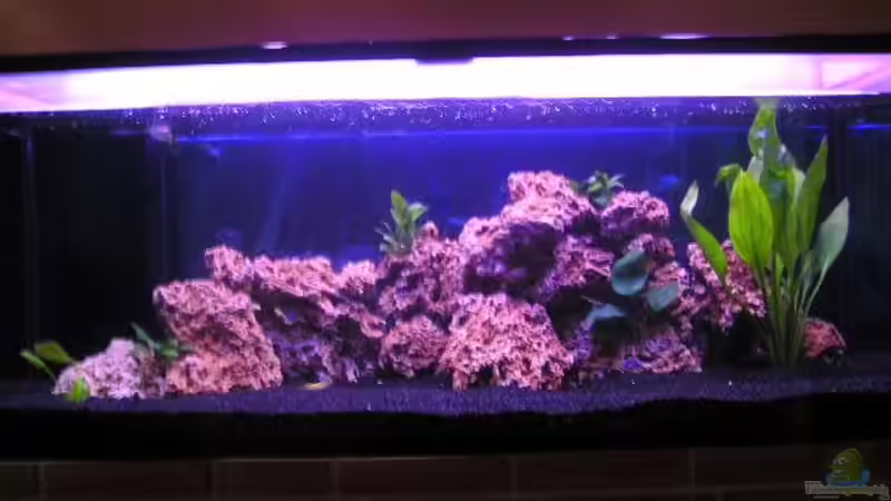 Aquarium Becken 324 von Kerstin Maier (2)