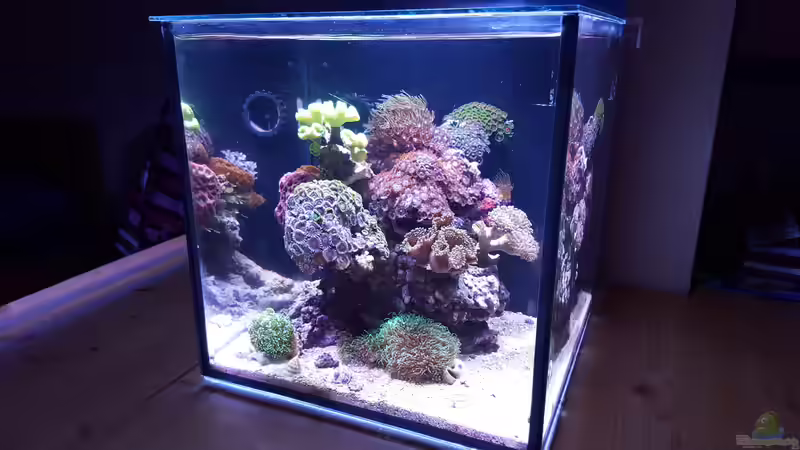 Aquarium Becken 32407 von Claus Kupferschmidt (2)