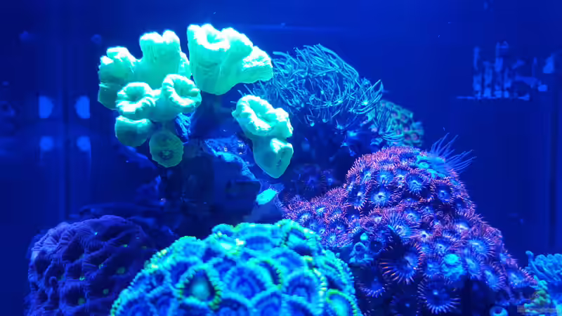 Aquarium Becken 32407 von Claus Kupferschmidt (3)