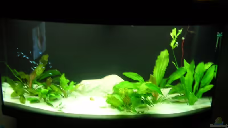 Aquarium Becken 3242 von Michael Stickel (2)
