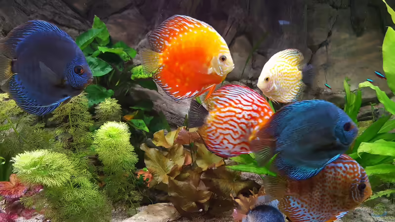 Aquarium Becken 32431 von Günter+Karin (17)