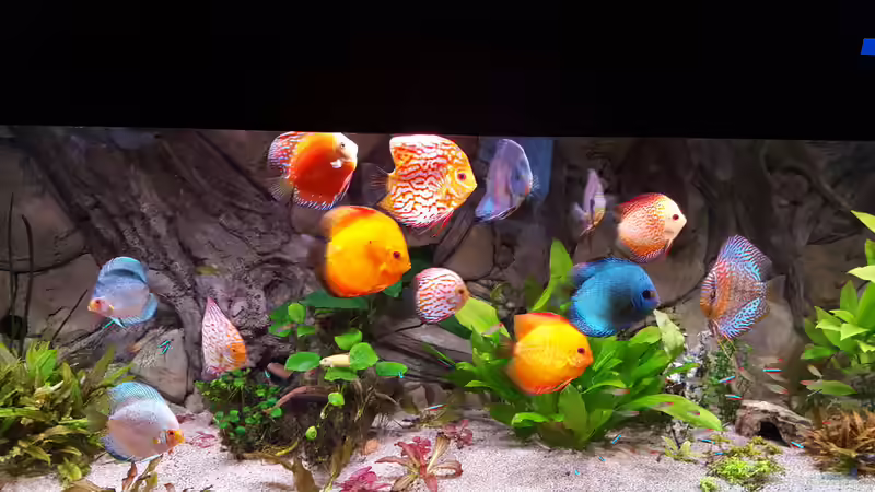 Aquarium Becken 32431 von Günter+Karin (8)