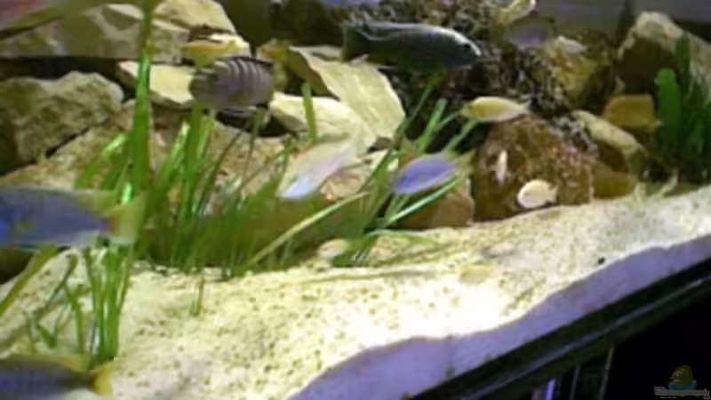 Aquarium Becken 325 von Monika Panksy (2)