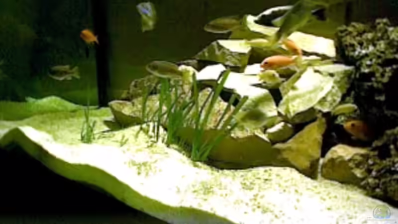 Aquarium Becken 325 von Monika Panksy (3)