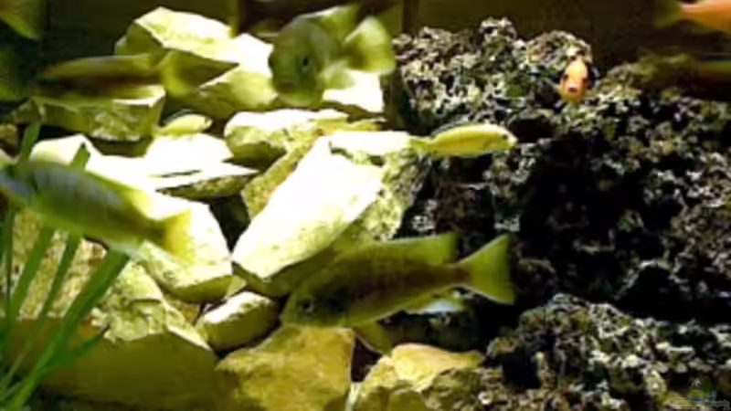 Aquarium Becken 325 von Monika Panksy (5)