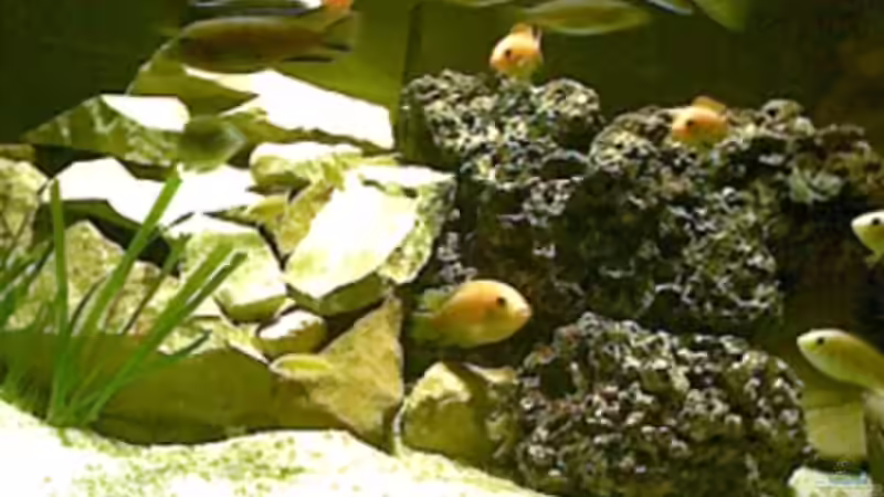 Aquarium Becken 325 von Monika Panksy (6)