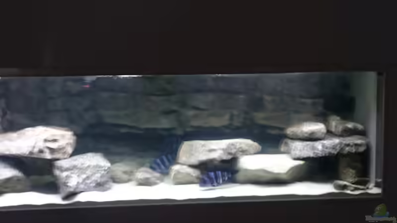 Aquarium Becken 32521 von Jens Teichert (4)