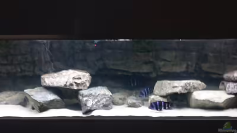 Aquarium Becken 32521 von Jens Teichert (5)