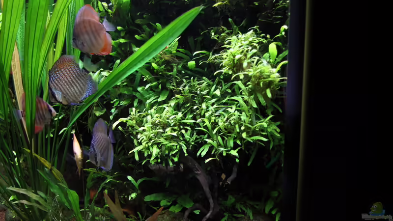 Aquarium Becken 32572 von Armin Sauer (2)