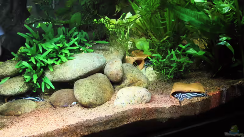 Aquarium Becken 32572 von Armin Sauer (3)