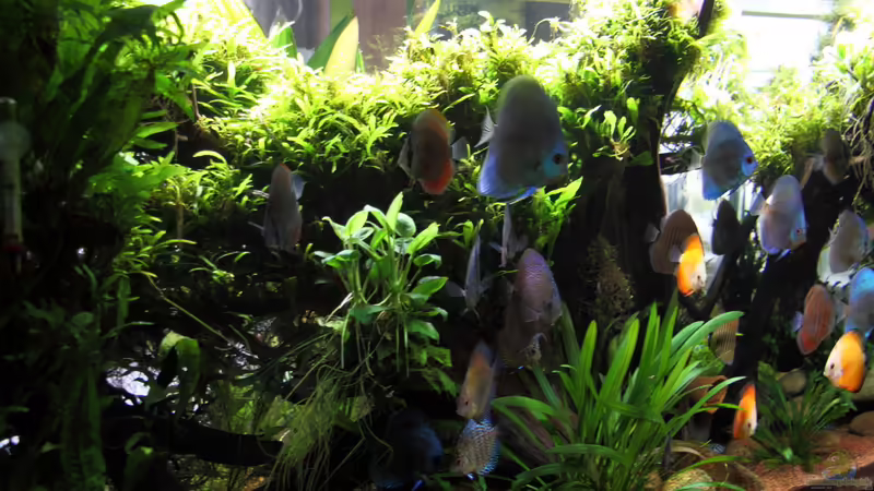 Aquarium Becken 32572 von Armin Sauer (4)