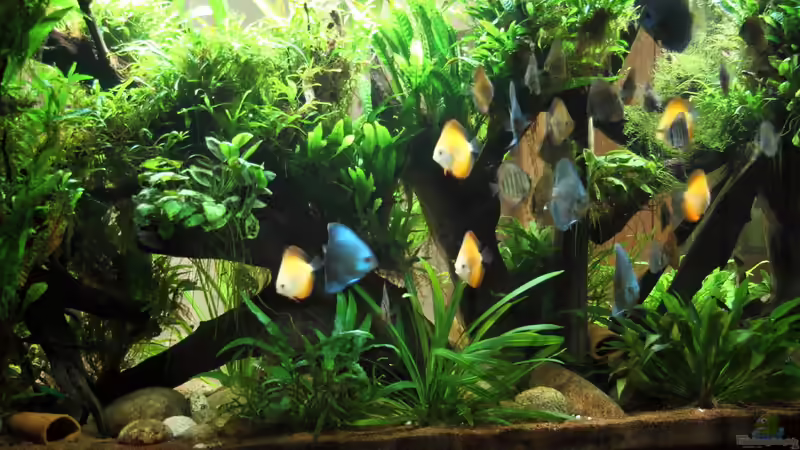 Aquarium Becken 32572 von Armin Sauer (5)