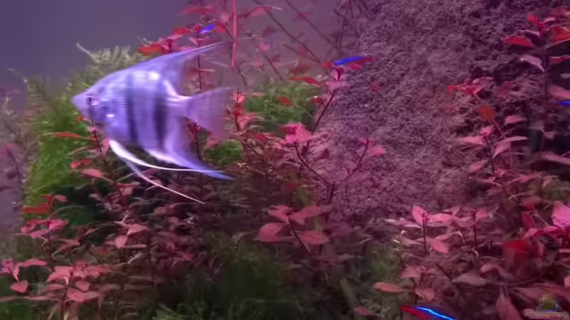 Aquarium Becken 32605 von Aquatic (3)