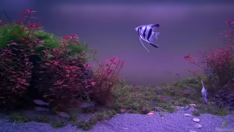 Aquarium Becken 32605 von Aquatic (4)