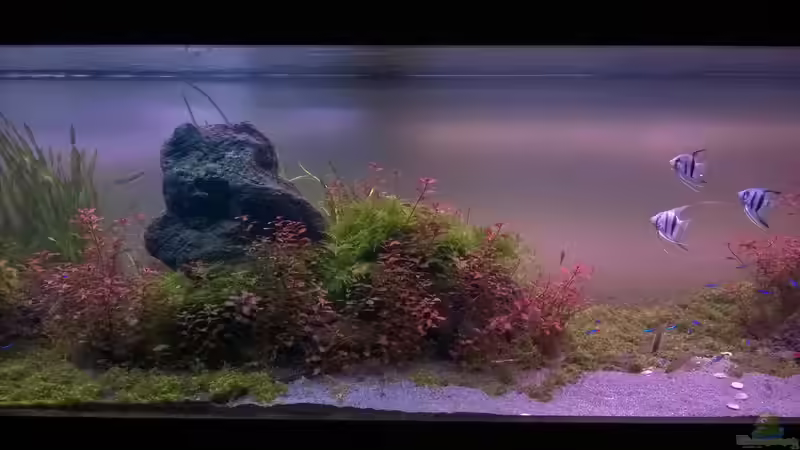 Aquarium Becken 32605 von Aquatic (5)