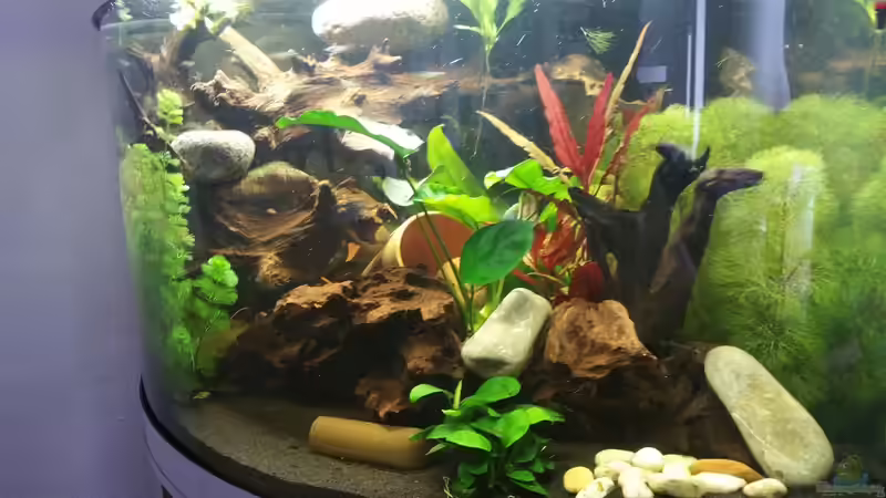 Aquarium Becken 32610 von Robert Vogt (2)